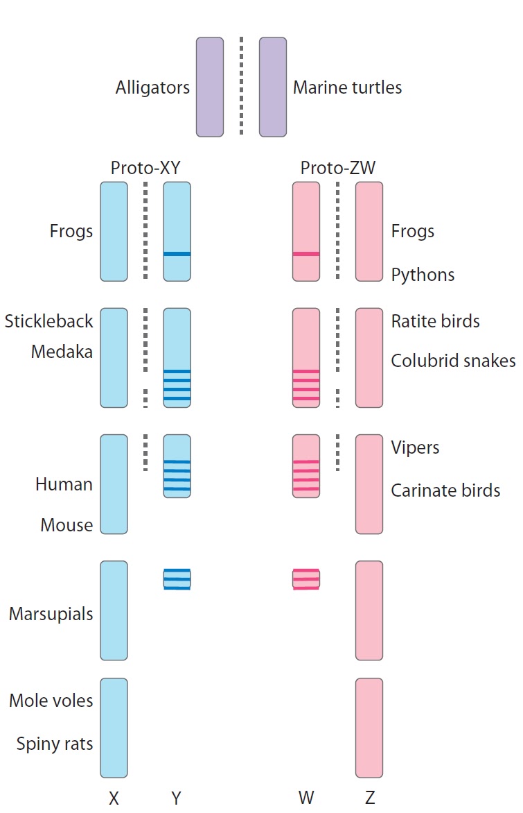 sex chromosome evolution in muntiacus sex chromosome evolution in muntiacus
